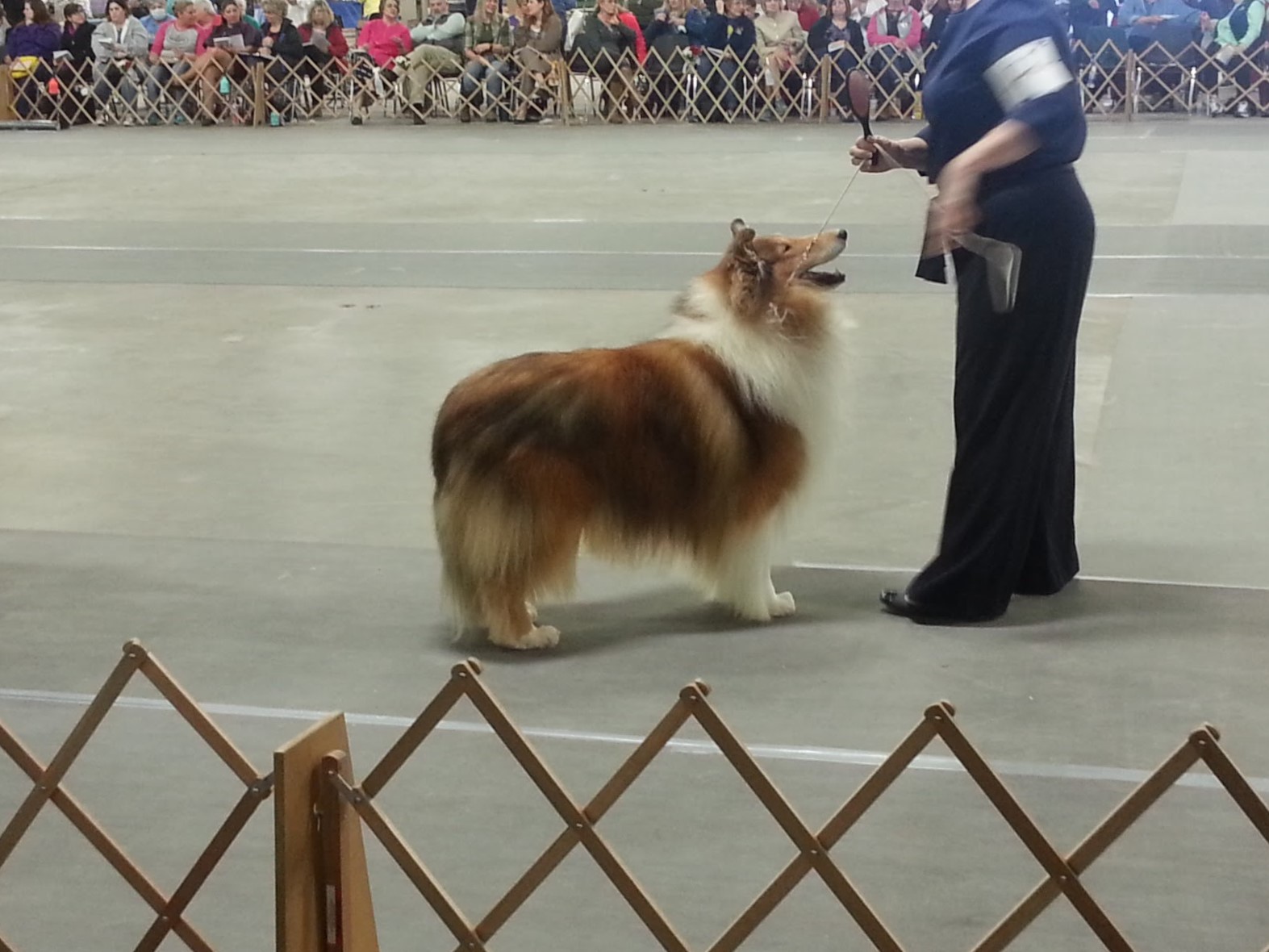 Robin Reed Collies Robin – Ceilidh Collies