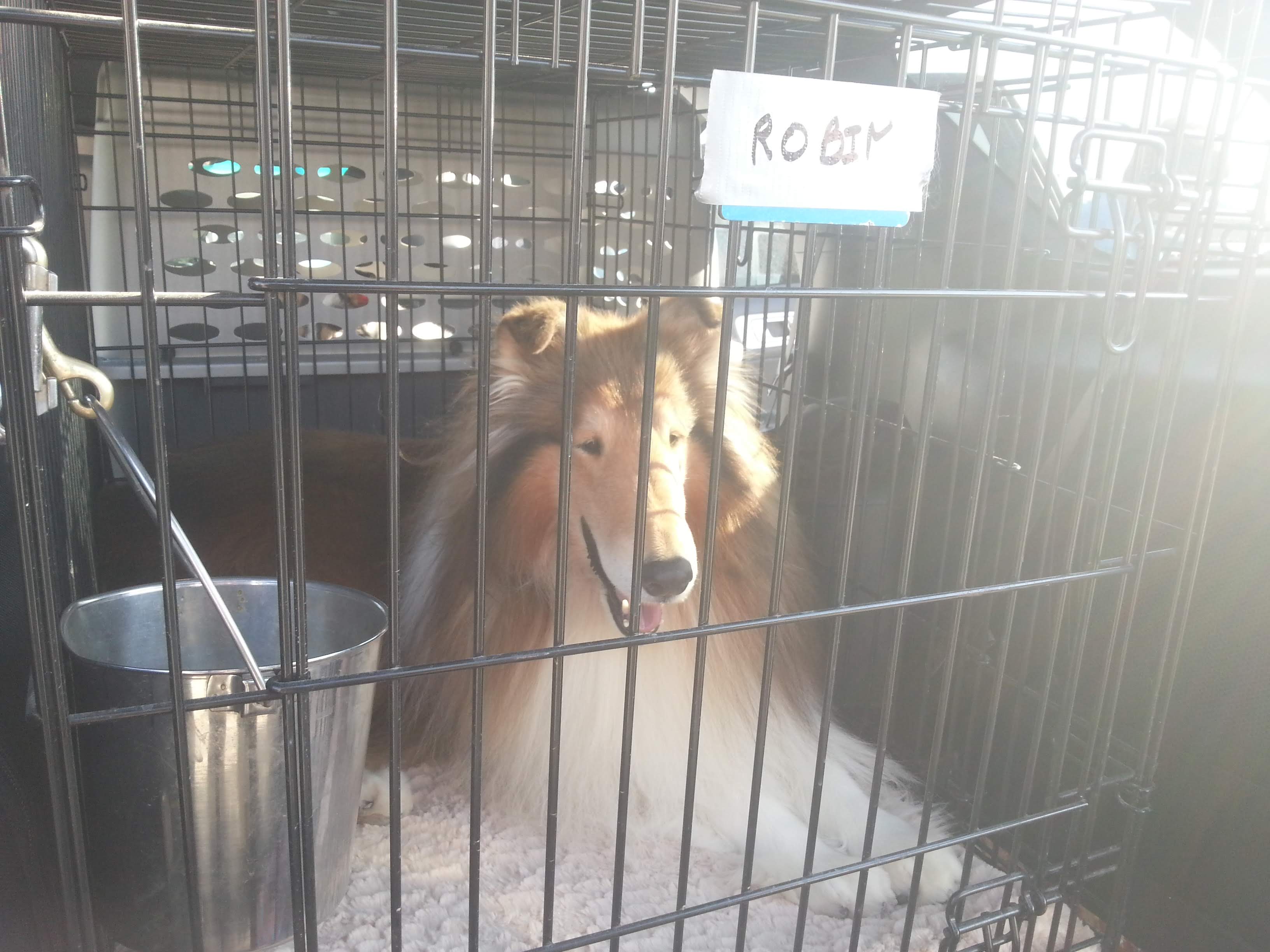 Robin Reed Collies Robin – Ceilidh Collies