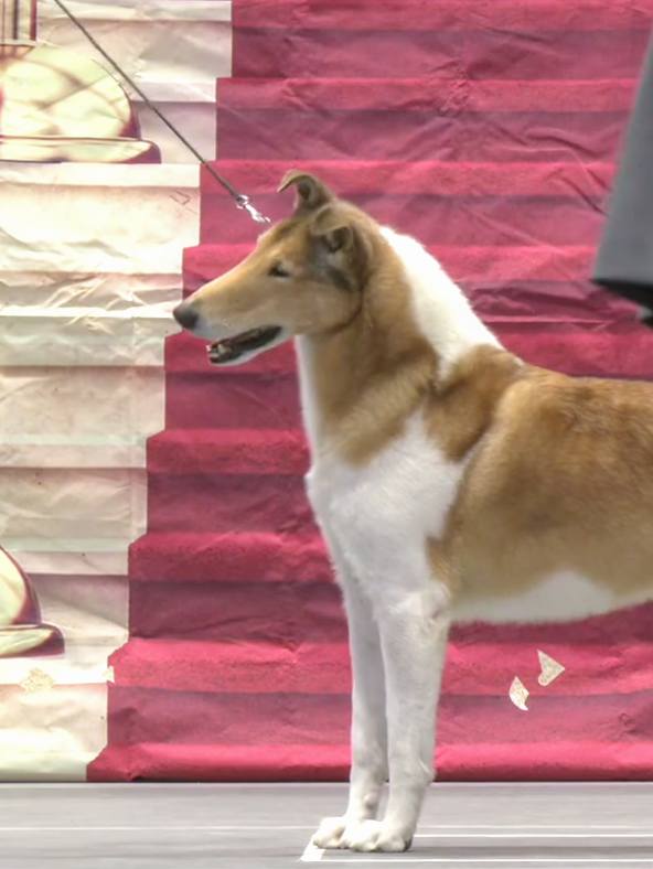 New Bronze GCH,&nbsp;Cullain