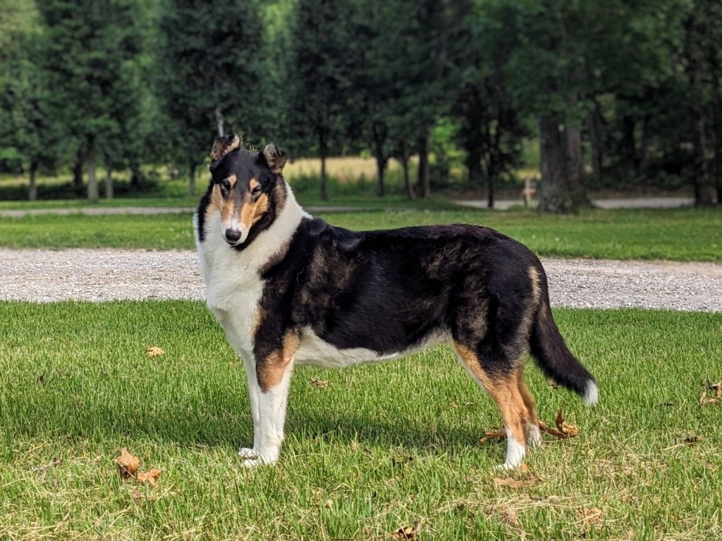 Happy 5th Birthday to the Heart litter!&nbsp;🥰