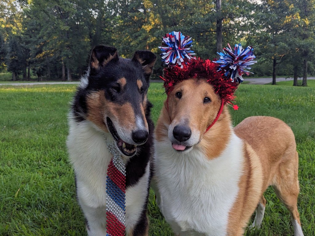 🧨 Happy 4th of July from all of us at Ceilidh Collies!&nbsp;🎆
