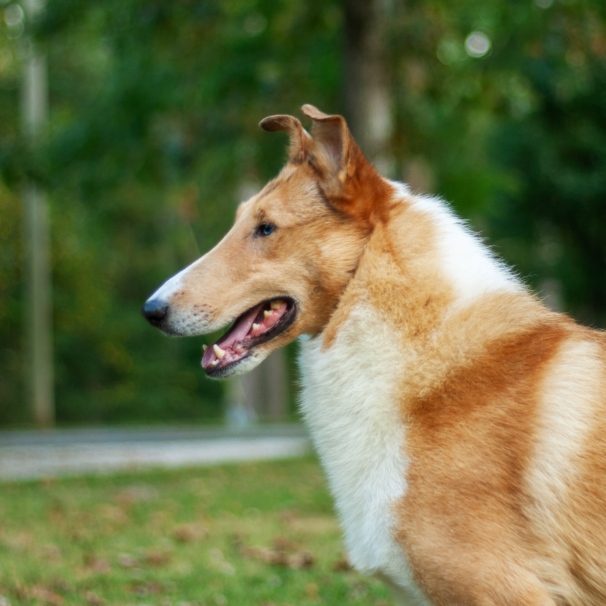 August – Ceilidh Collies